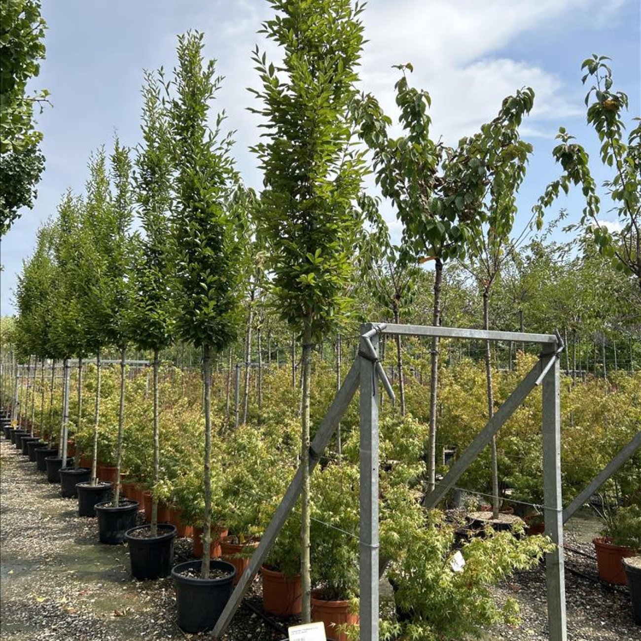 Obrázok Hrab obyčajný (Carpinus betulus) ´PYRAMIDALIS´ - výška 400-450 cm, obvod kmeňa 10/12 cm, kont. C55L